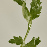 Beauty of Joseon Matte Sun Stick : Mugwort+Camelia (SPF 50+ PA++++)